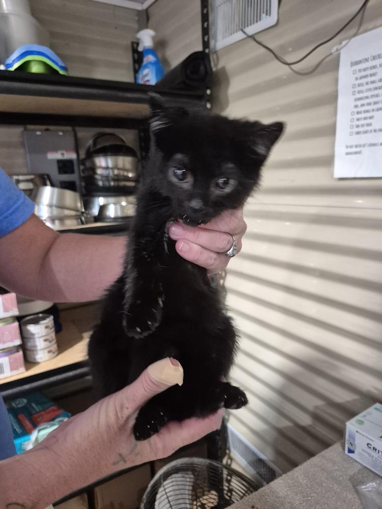Blaire, Adoptable, Kitten Female Domestic Short Hair.