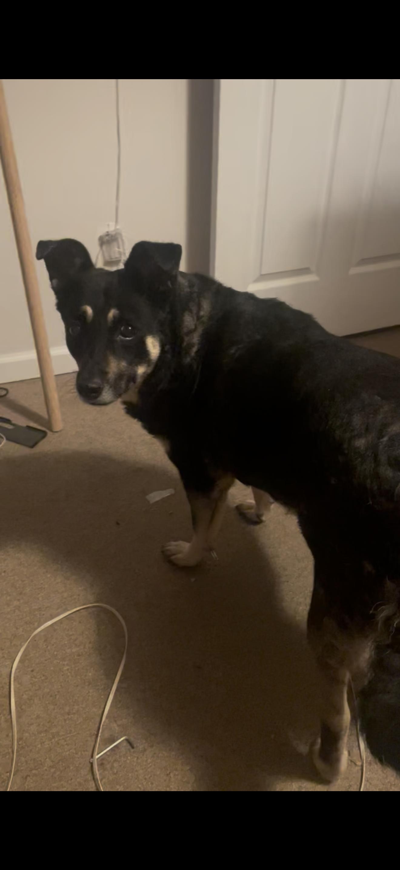 Rio, Adoptable, Adult Female German Shepherd Dog.