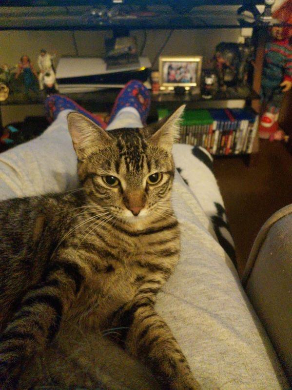 Enlarge Plum (Jess-Fostered in New England), a Adoptable Tabby in Warwick, RI image 2/6