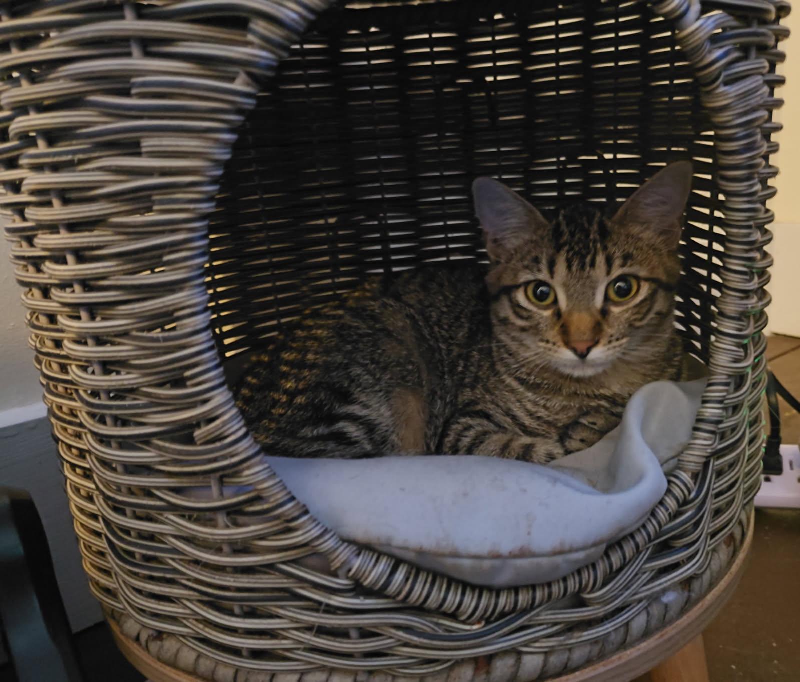 Plum (Jess-Fostered in New England)