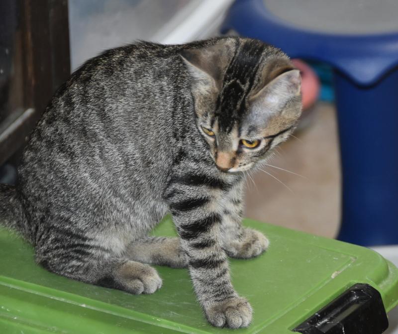 Enlarge Plum (Jess-Fostered in New England), a Adoptable Tabby in Warwick, RI image 3/6