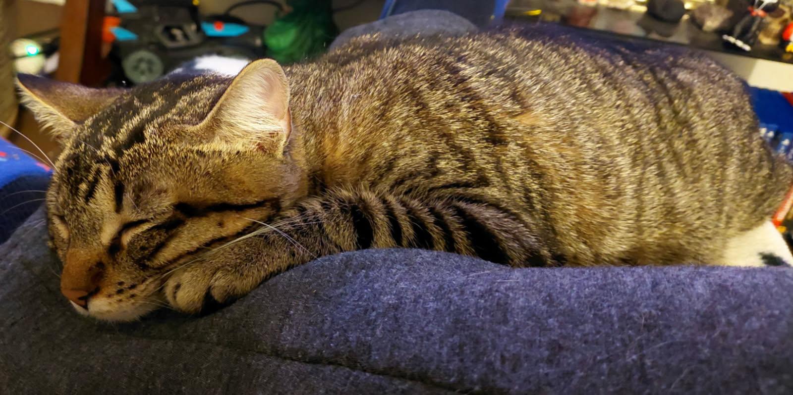 Enlarge Plum (Jess-Fostered in New England), a Adoptable Tabby in Warwick, RI image 4/6