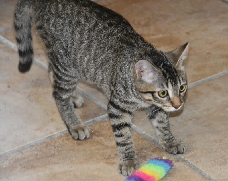 Enlarge Plum (Jess-Fostered in New England), a Adoptable Tabby in Warwick, RI image 5/6