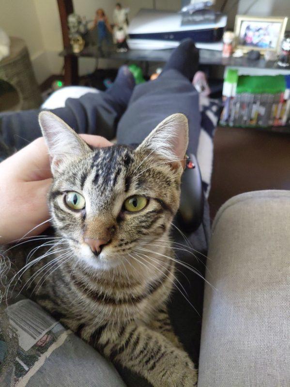 Enlarge Plum (Jess-Fostered in New England), a Adoptable Tabby in Warwick, RI image 6/6