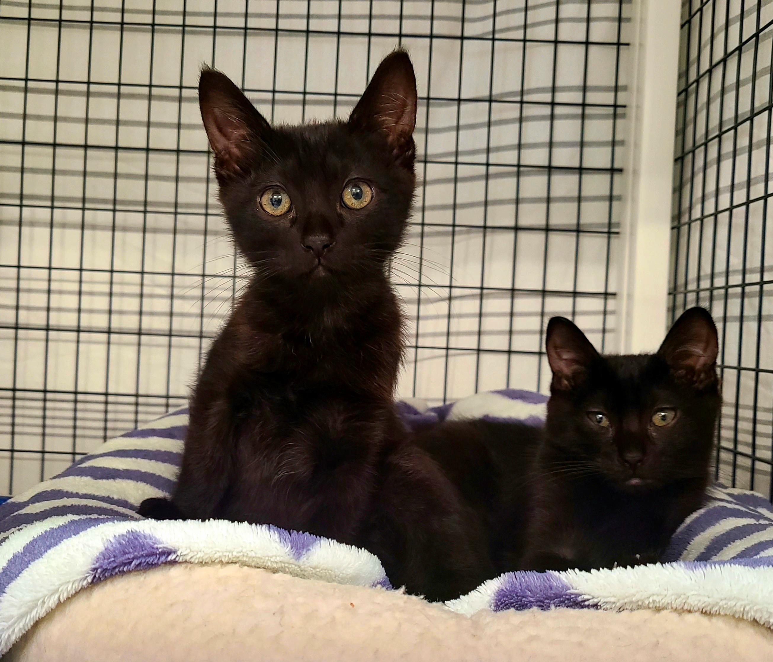 Photo of Lady Luna & Phoenix
