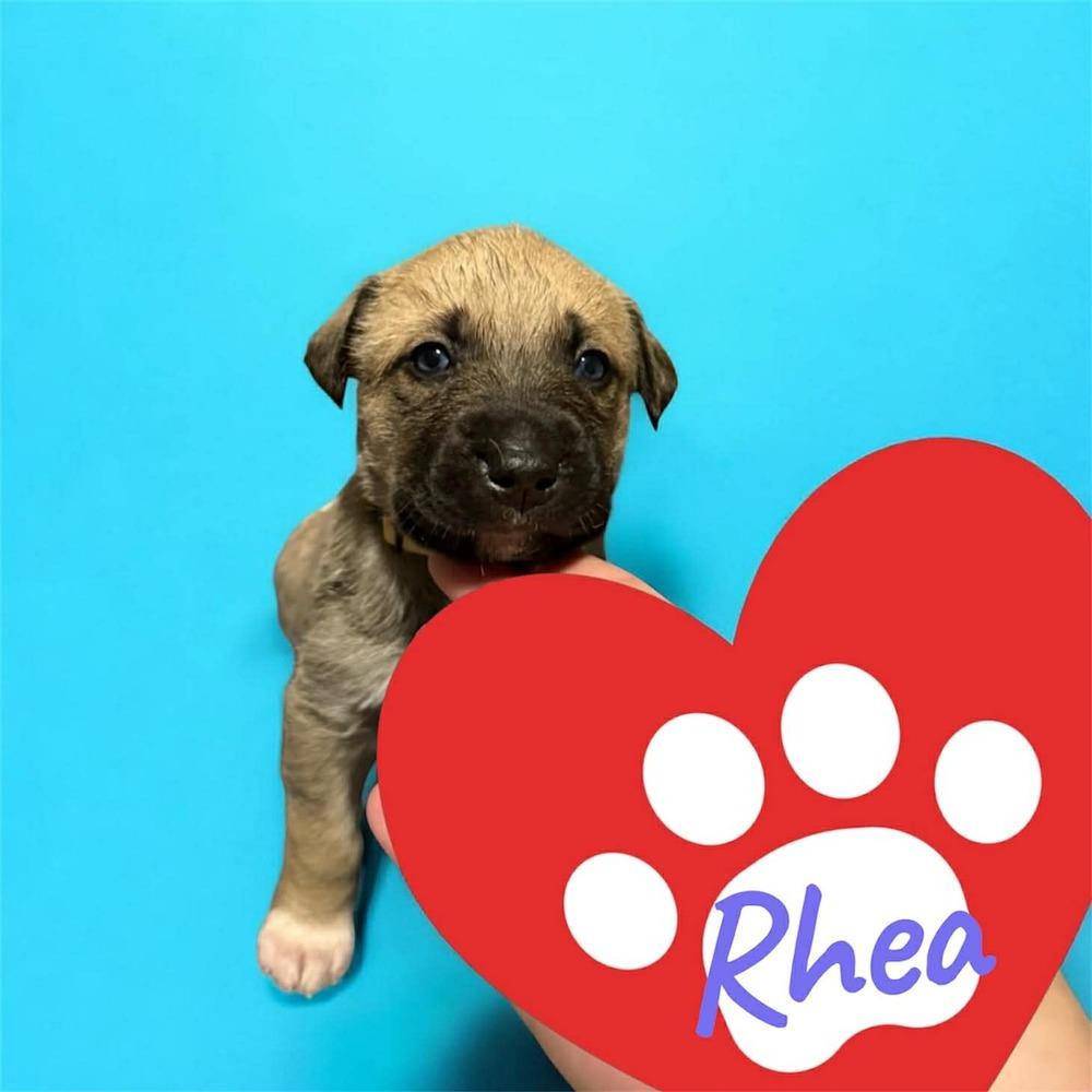 Rhea, Adoptable, Puppy Female Husky & Shepherd.