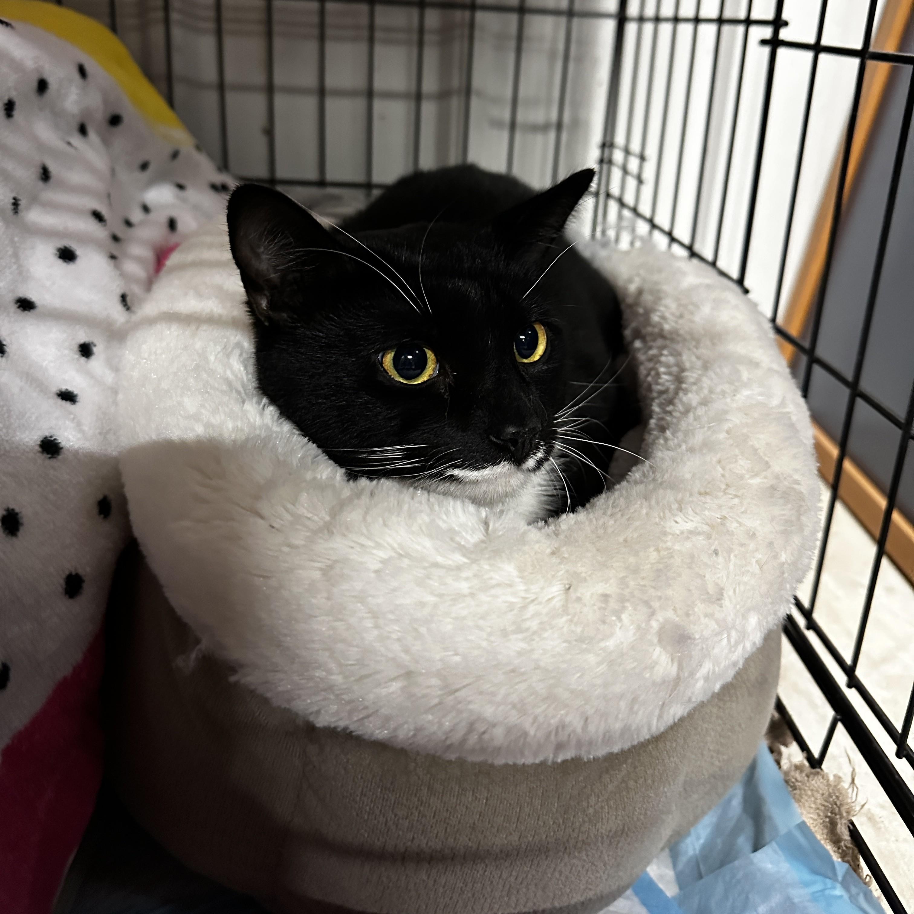 Enlarge Charles Leclerc, a ADOPTABLE Domestic Short Hair in Syracuse, NY image 4/5