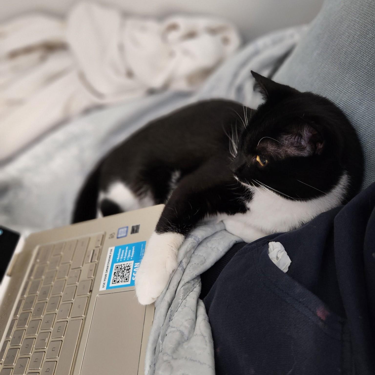 Enlarge Charles Leclerc, a ADOPTABLE Domestic Short Hair in Syracuse, NY image 2/5