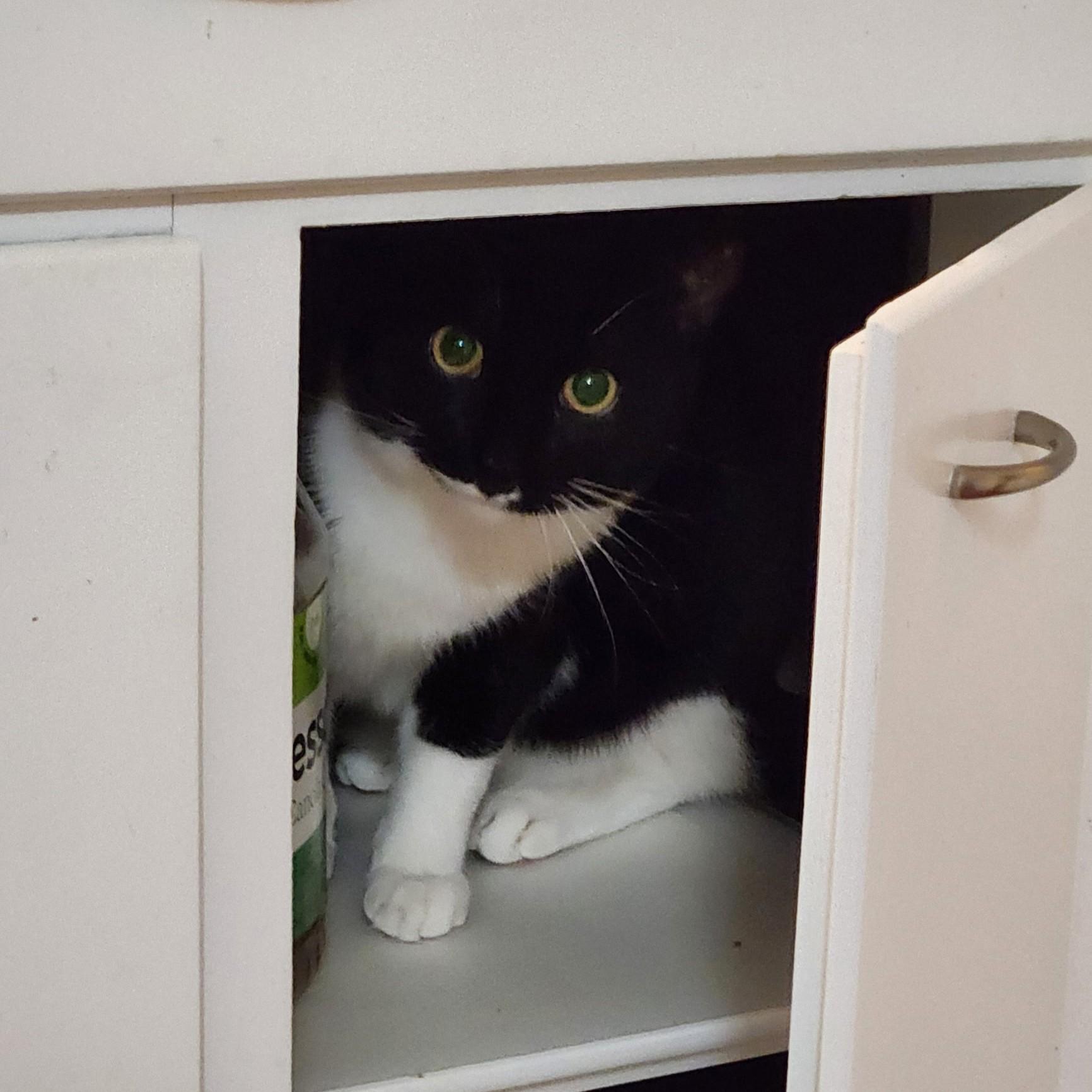 Enlarge Charles Leclerc, a ADOPTABLE Domestic Short Hair in Syracuse, NY image 3/5