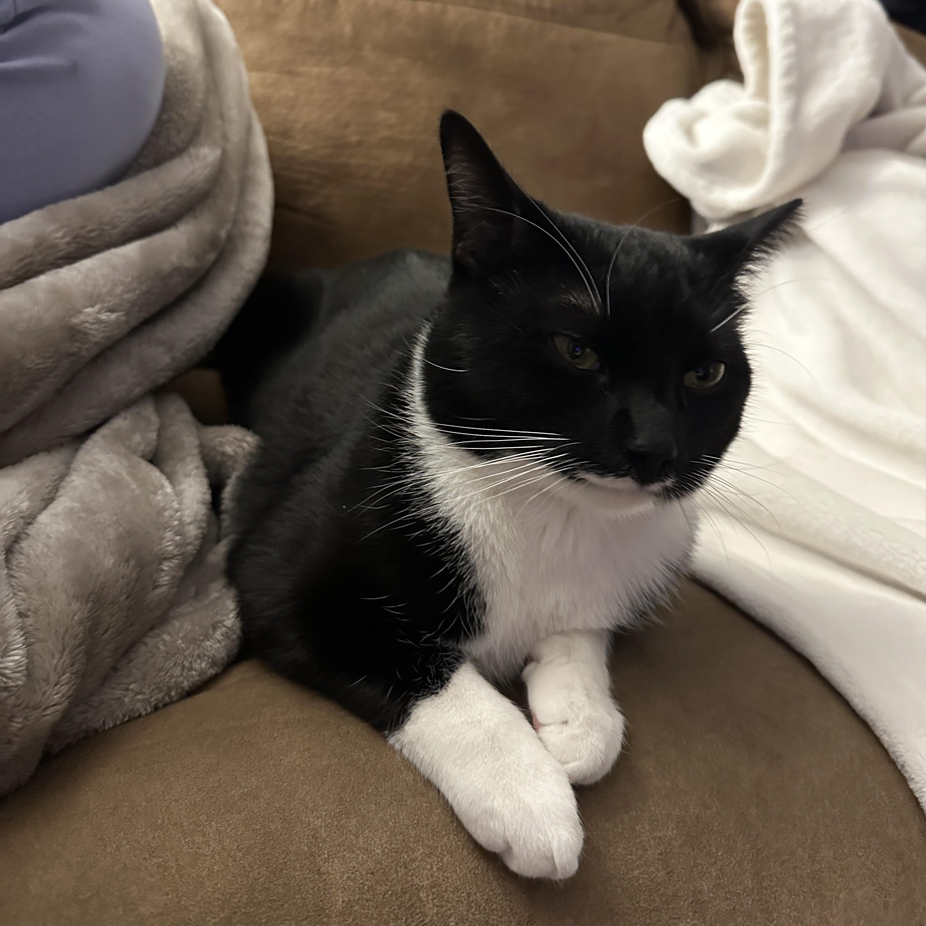 Enlarge Charles Leclerc, a ADOPTABLE Domestic Short Hair in Syracuse, NY image 5/5