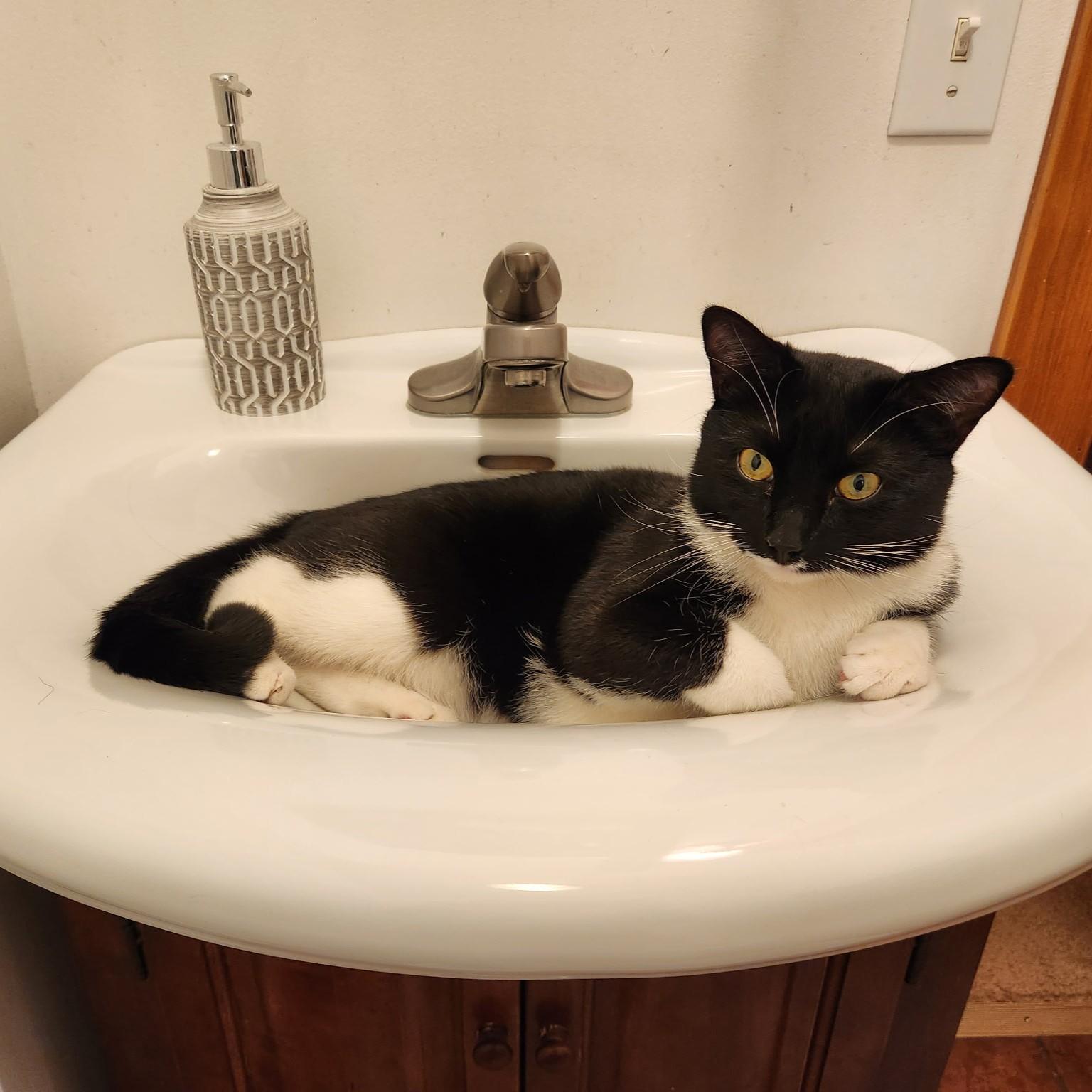 Enlarge Charles Leclerc, a ADOPTABLE Domestic Short Hair in Syracuse, NY image 1/5