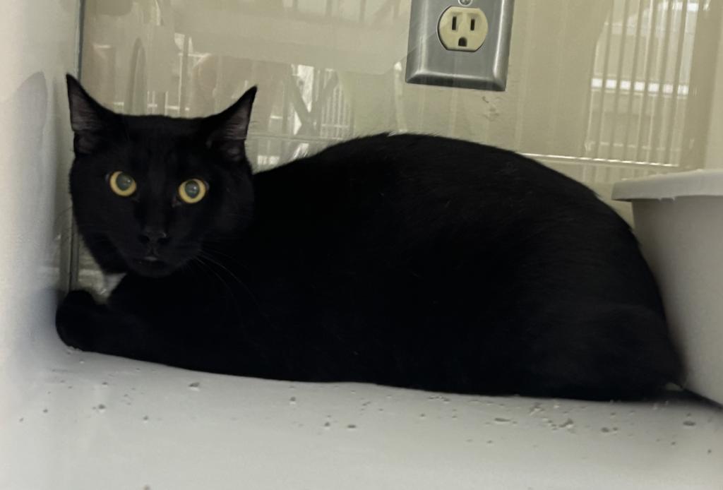 Enlarge Bixby, a Adopted mixed breed in Saint Paul, MN image 1/1
