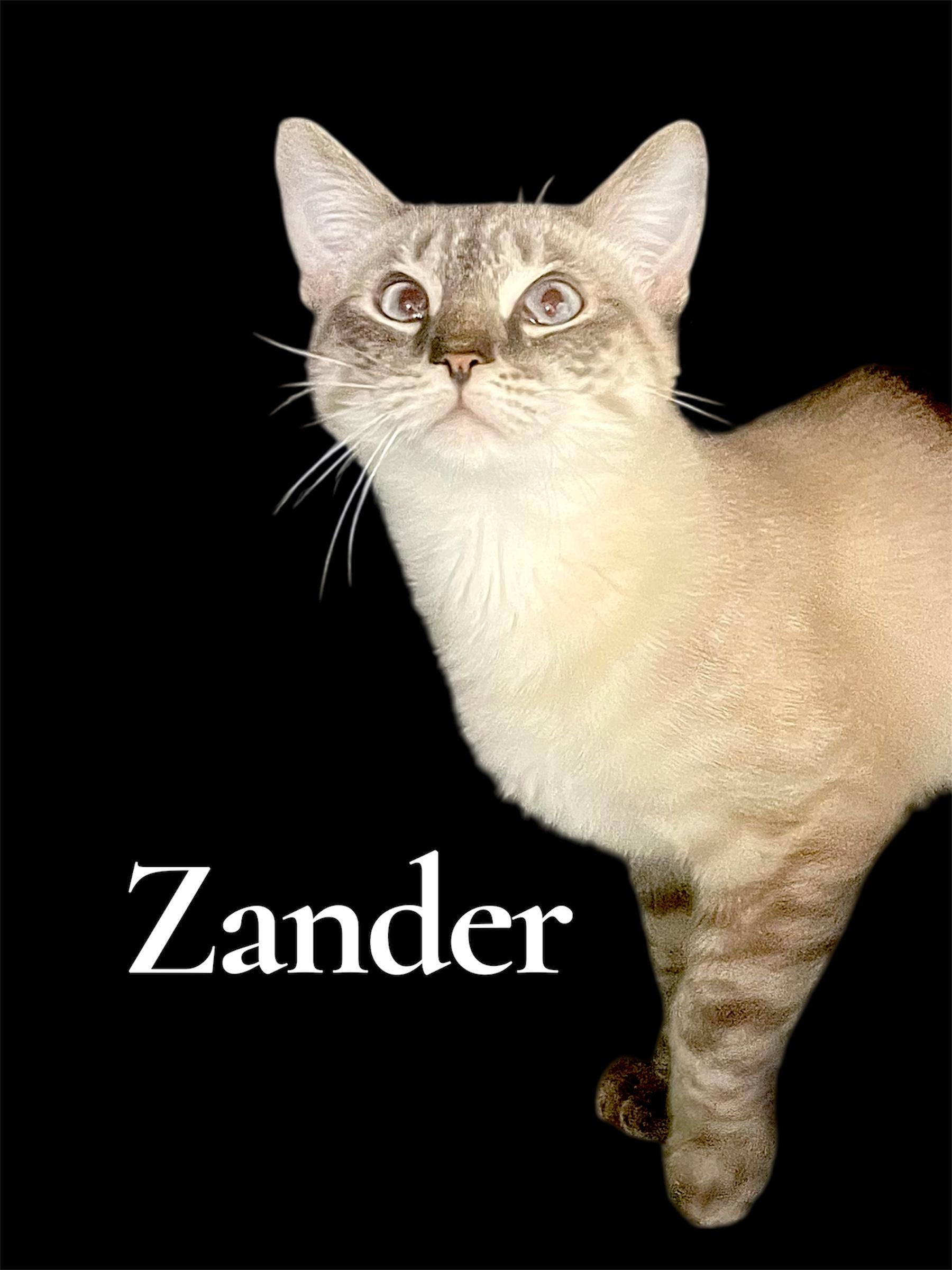 Enlarge Zander, an adopted Domestic Short Hair in Auburn, CA image 1/1