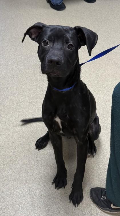 Spencer, a Adoptable mixed breed in Fort Worth, TX image 1/2