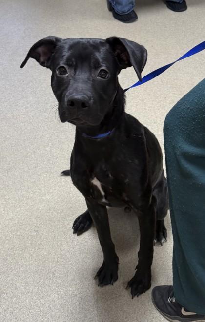 Spencer, a Adoptable mixed breed in Fort Worth, TX image 2/2