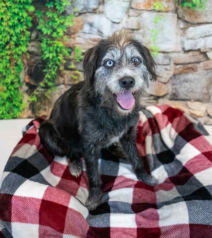 Enlarge Zane, a ADOPTABLE mixed breed in Kennesaw, GA image 2/6