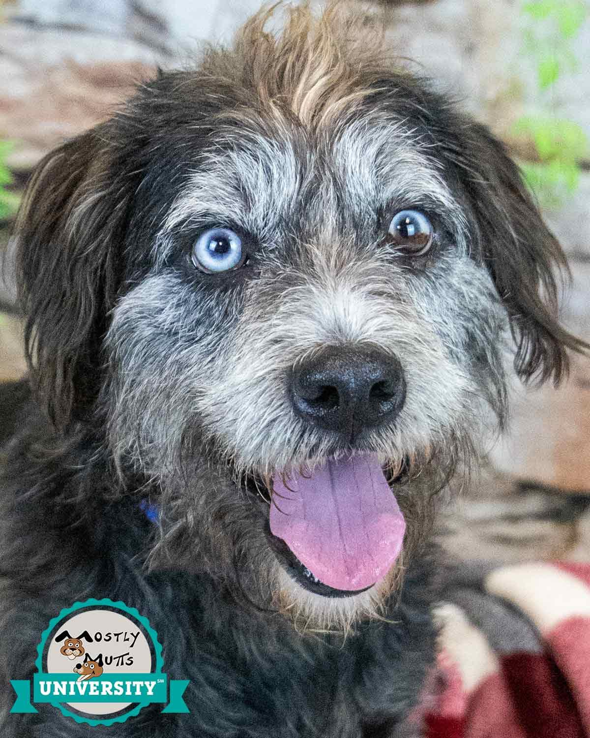 Enlarge Zane, a ADOPTABLE mixed breed in Kennesaw, GA image 1/6