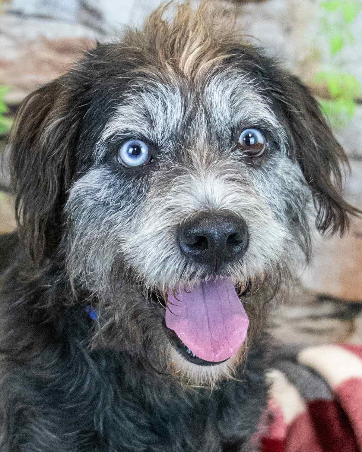 Enlarge Zane, a ADOPTABLE mixed breed in Kennesaw, GA image 1/6
