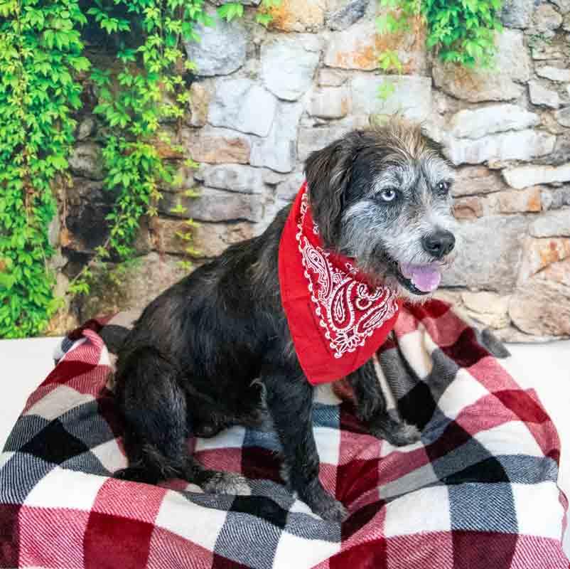 Enlarge Zane, a ADOPTABLE mixed breed in Kennesaw, GA image 3/6