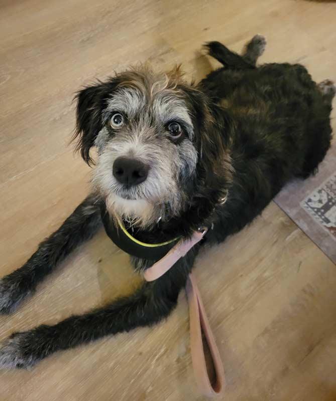 Enlarge Zane, a ADOPTABLE mixed breed in Kennesaw, GA image 5/6