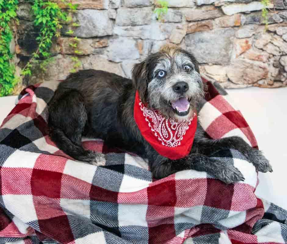 Enlarge Zane, a ADOPTABLE mixed breed in Kennesaw, GA image 4/6