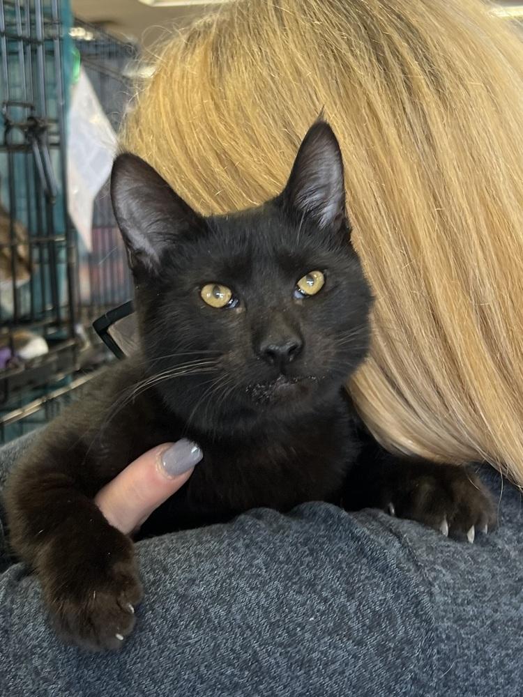 Enlarge Miss Magoo 4672, a Adoptable Domestic Short Hair in Dallas, TX image 1/6