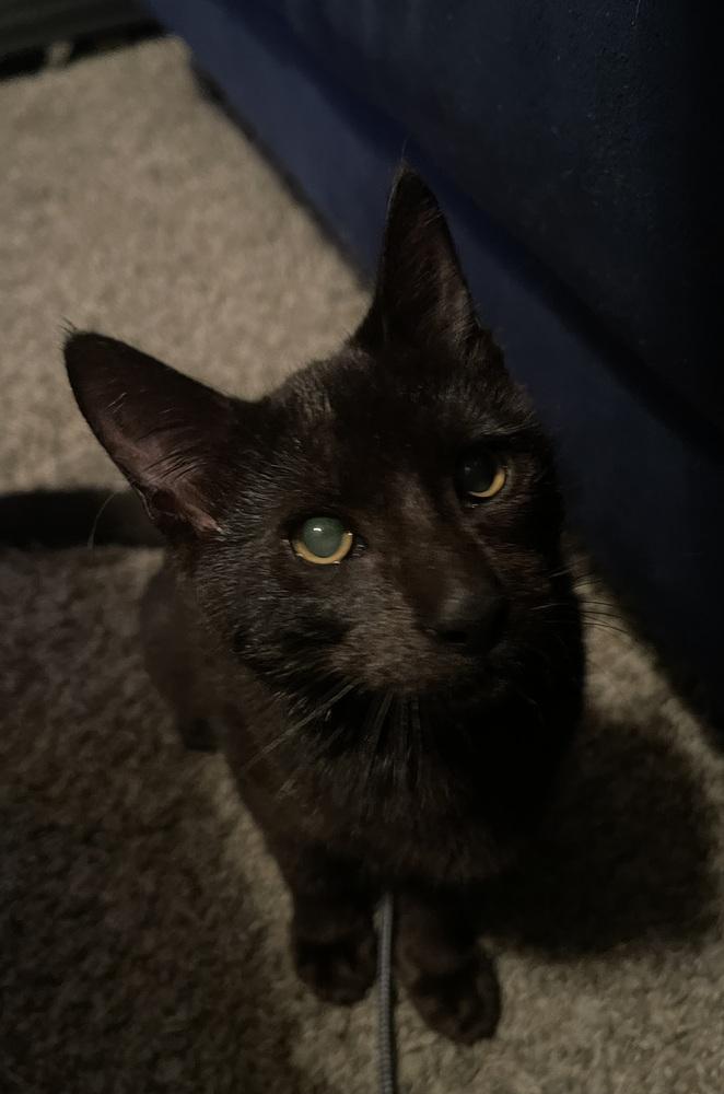 Enlarge Miss Magoo 4672, a Adoptable Domestic Short Hair in Dallas, TX image 2/6