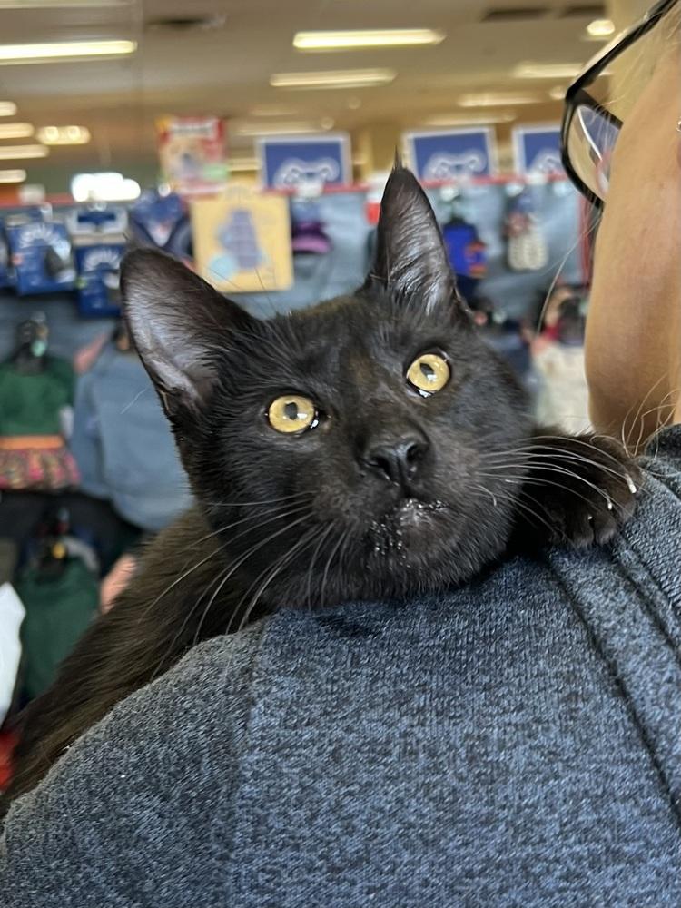 Enlarge Miss Magoo 4672, a Adoptable Domestic Short Hair in Dallas, TX image 3/6