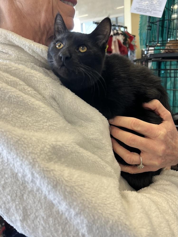 Enlarge Miss Magoo 4672, a Adoptable Domestic Short Hair in Dallas, TX image 4/6