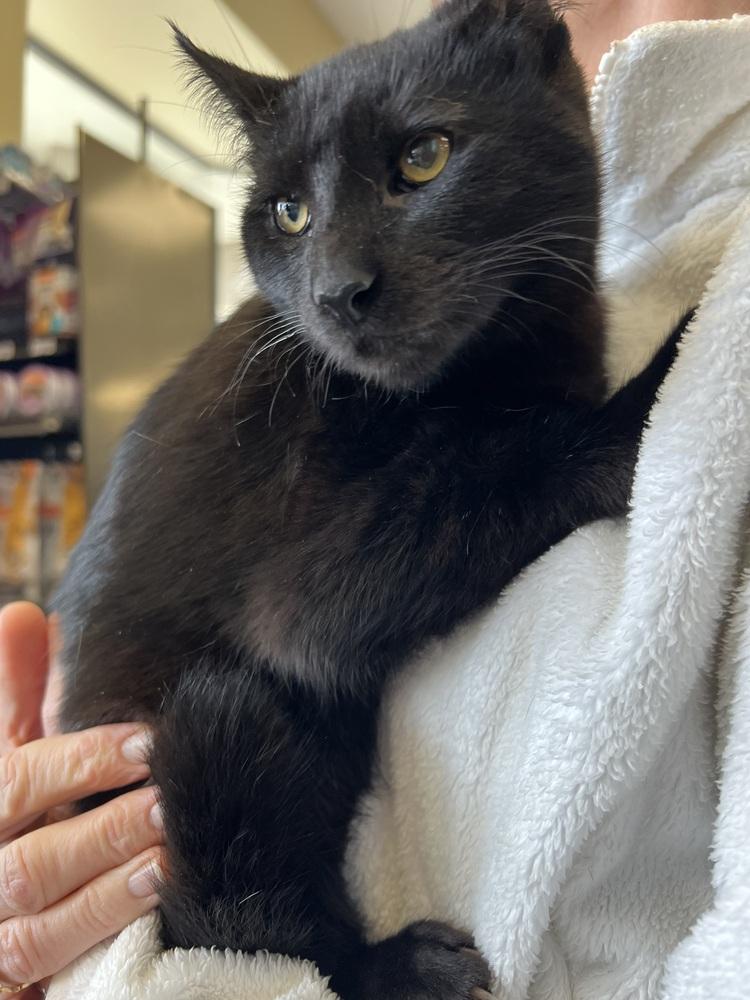 Enlarge Miss Magoo 4672, a Adoptable Domestic Short Hair in Dallas, TX image 5/6
