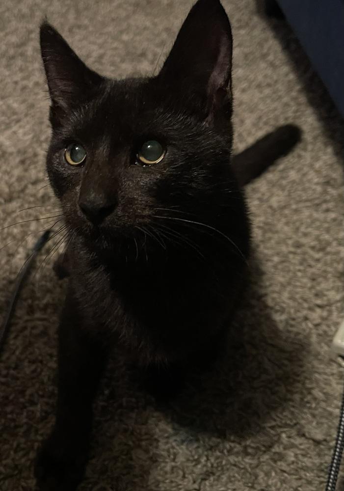 Enlarge Miss Magoo 4672, a Adoptable Domestic Short Hair in Dallas, TX image 6/6