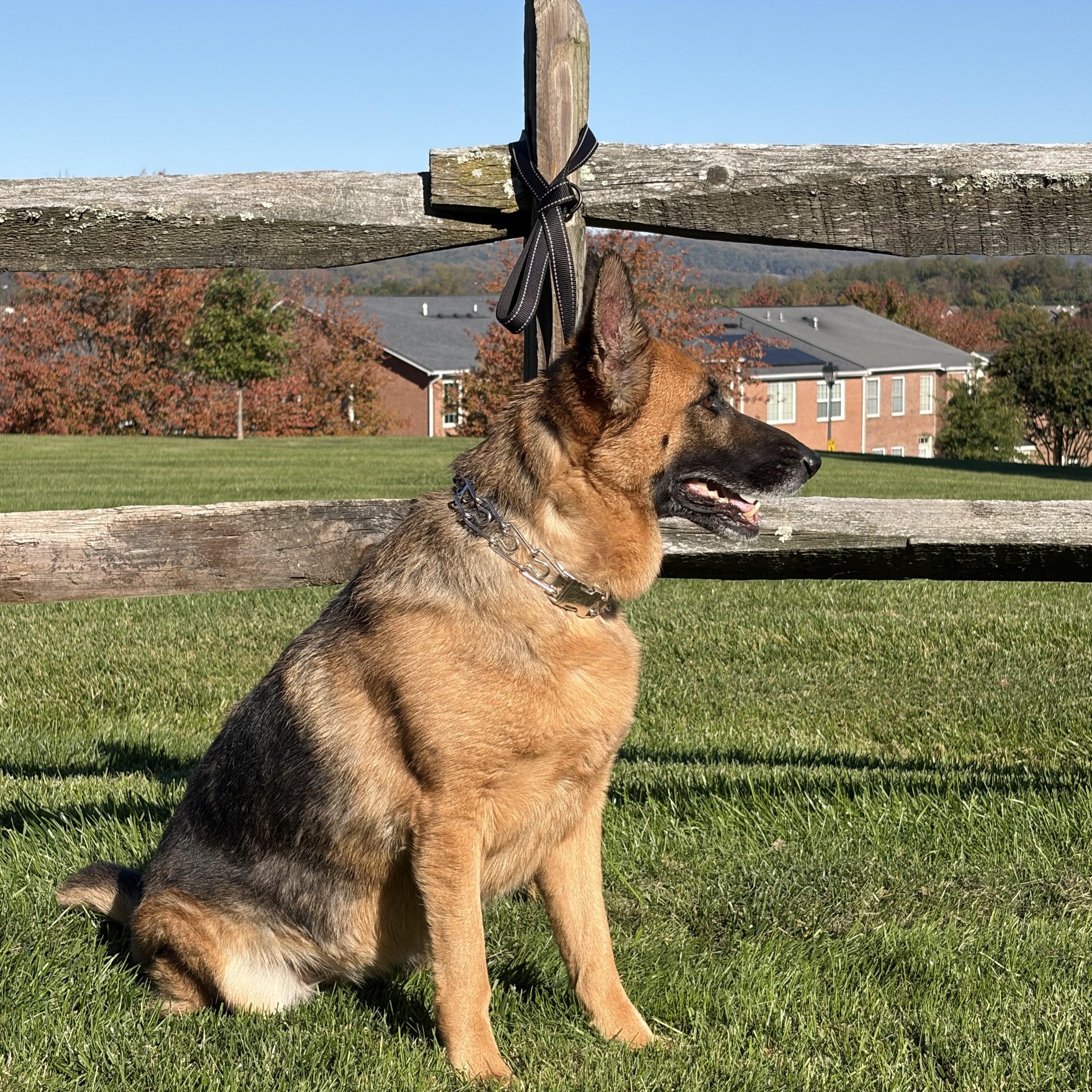 Enlarge Pearl, a Adoptable German Shepherd Dog in Warrenton, VA image 3/5