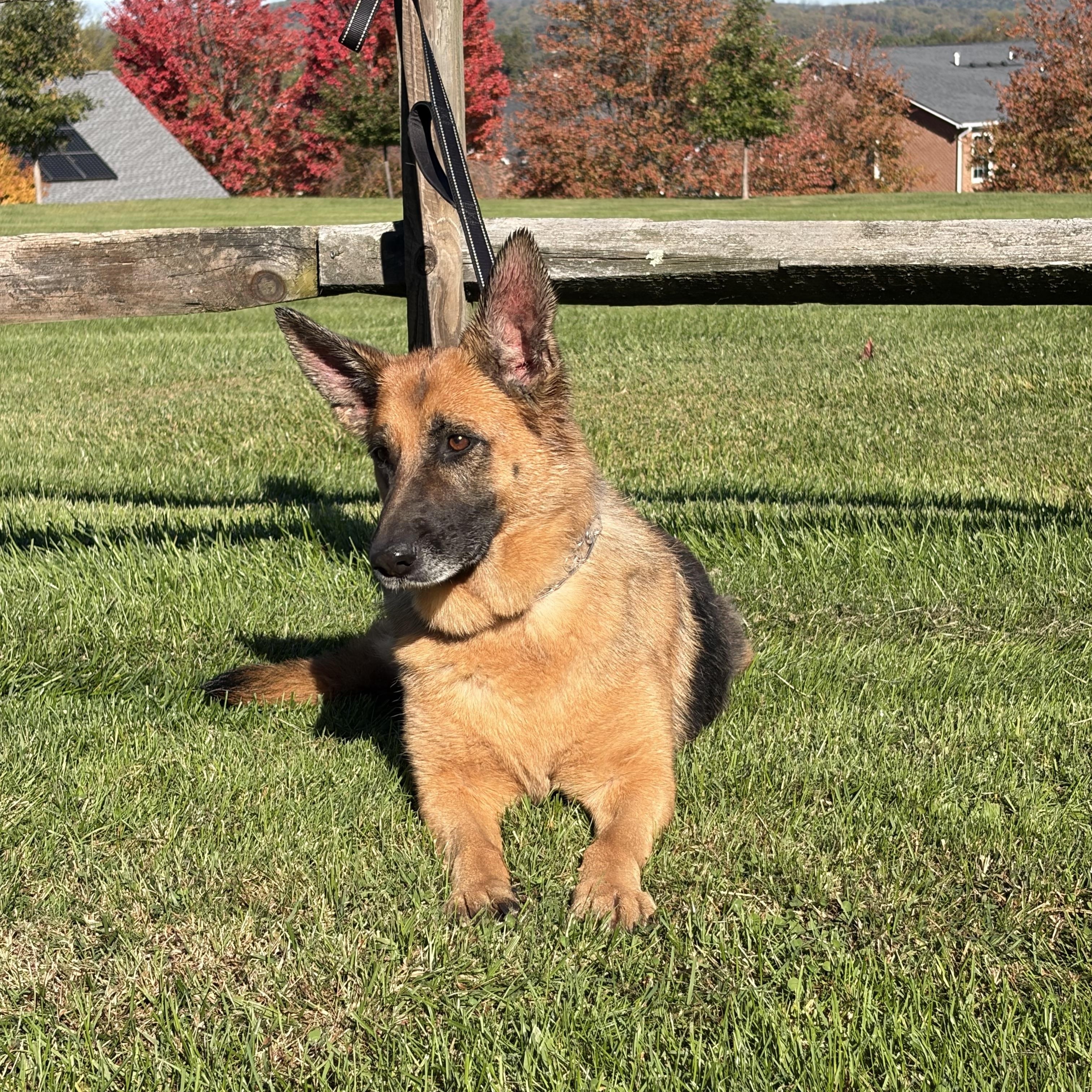 Pearl, Adoptable, Adult Female German Shepherd Dog.