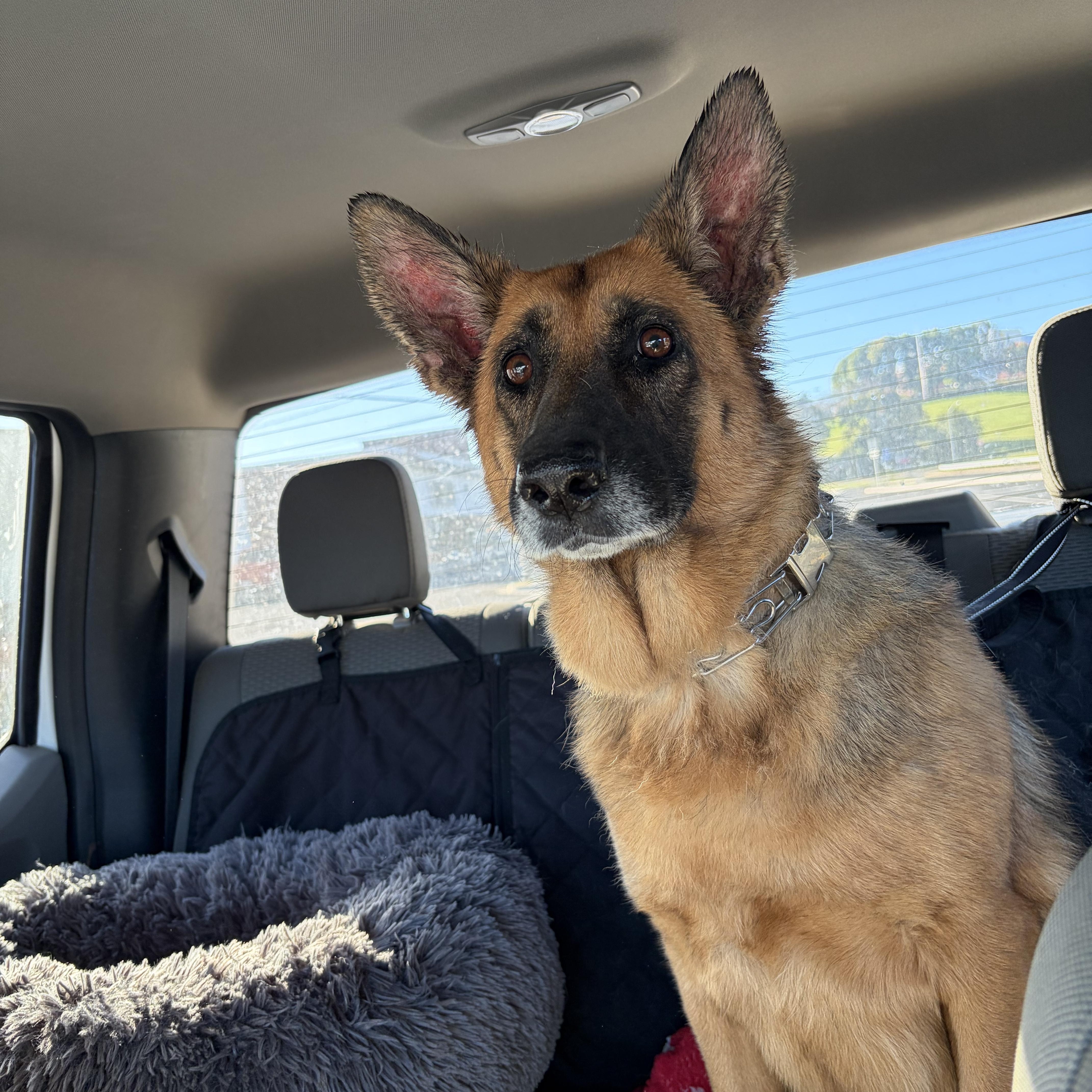 Enlarge Pearl, a Adoptable German Shepherd Dog in Warrenton, VA image 5/5