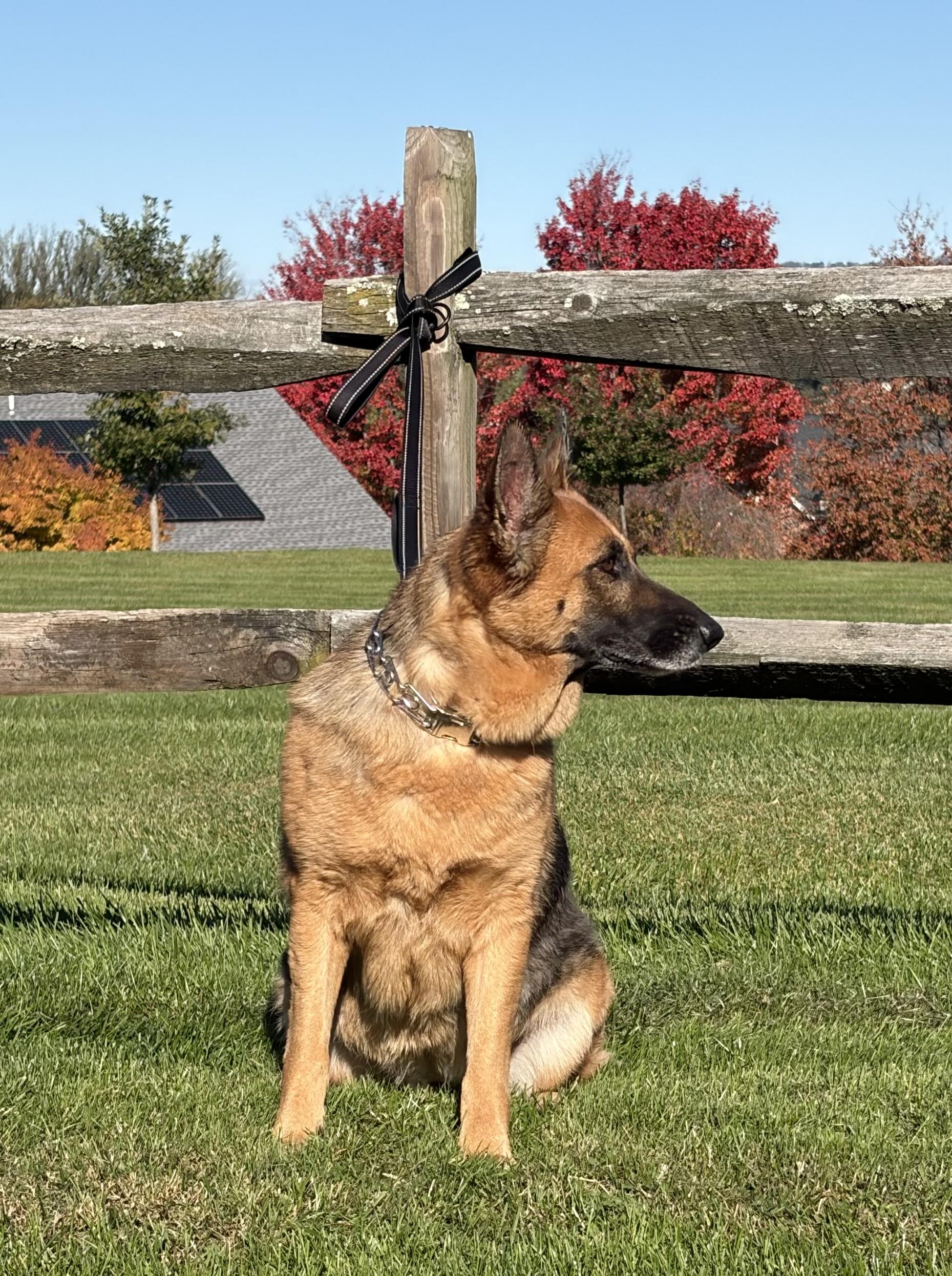 Enlarge Pearl, a Adoptable German Shepherd Dog in Warrenton, VA image 2/5