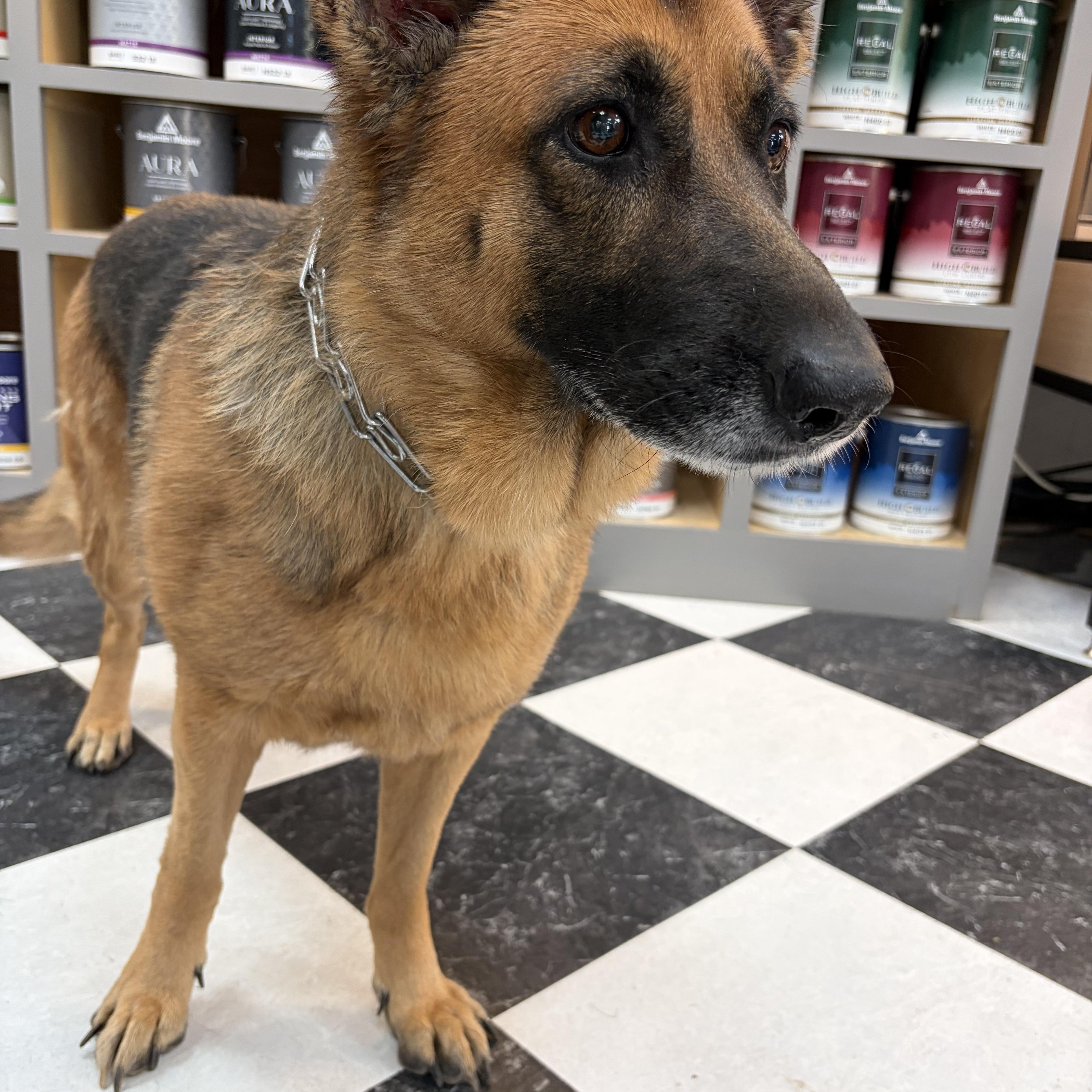 Enlarge Pearl, a Adoptable German Shepherd Dog in Warrenton, VA image 4/5