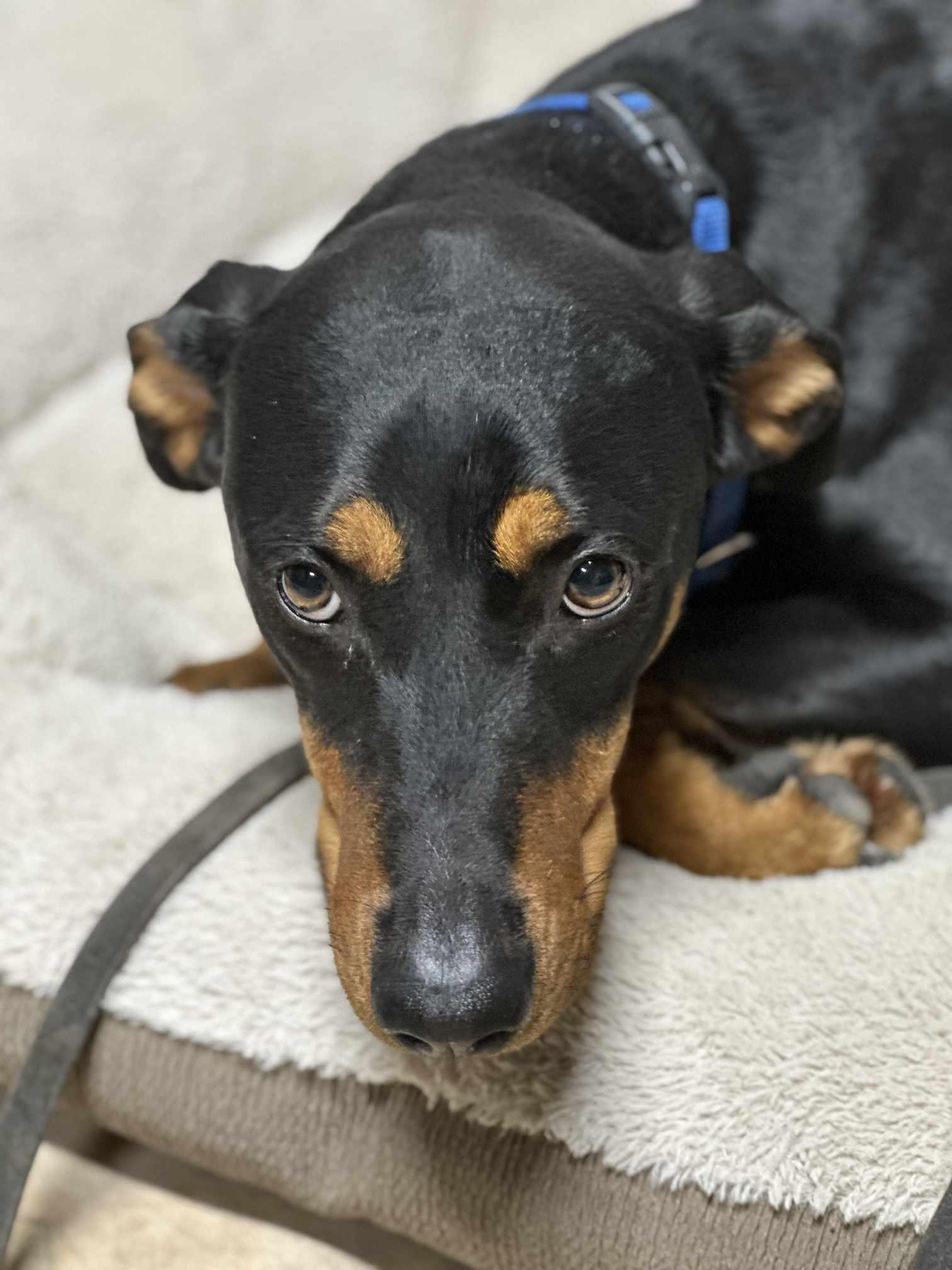 Gretel, Adoptable, Young Female Doberman Pinscher.