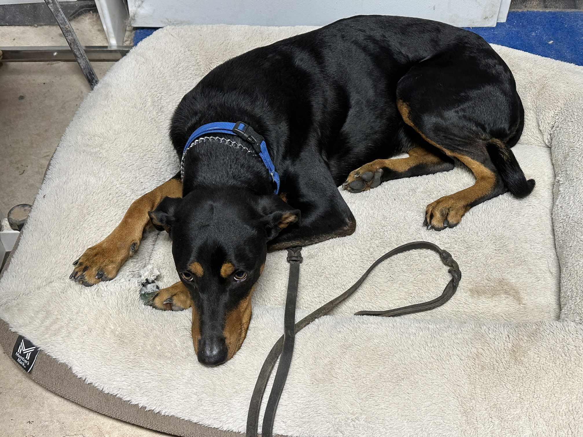 Gretel, a Adoptable Doberman Pinscher in Albuquerque, NM image 3/5