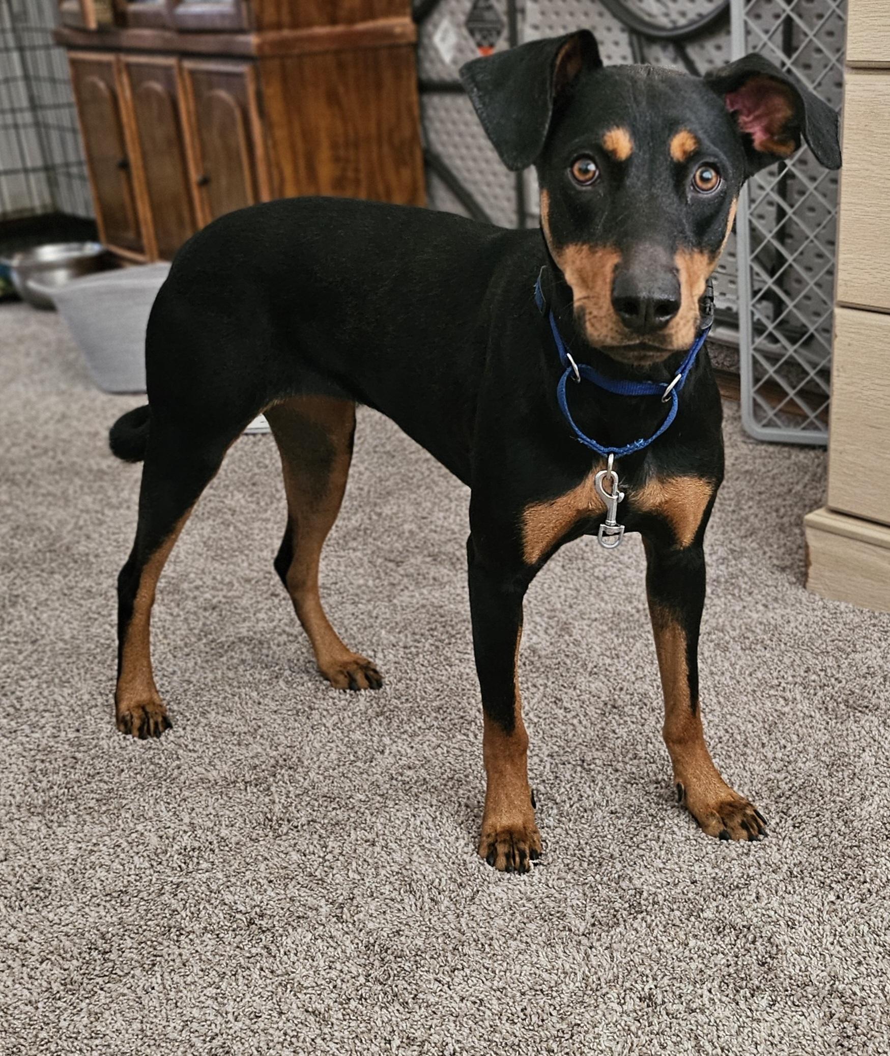 Gretel, a Adoptable Doberman Pinscher in Albuquerque, NM image 4/5