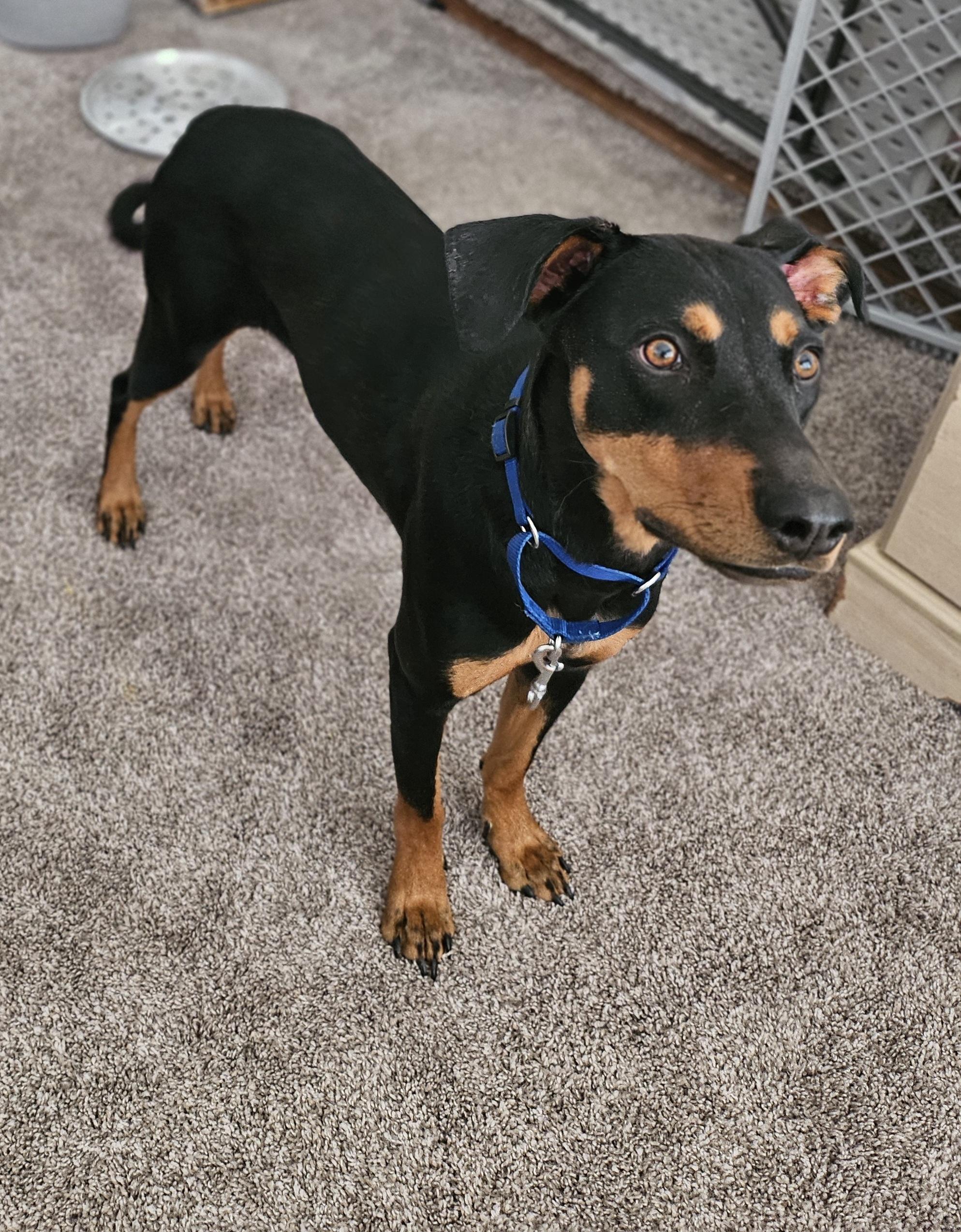 Gretel, a Adoptable Doberman Pinscher in Albuquerque, NM image 5/5