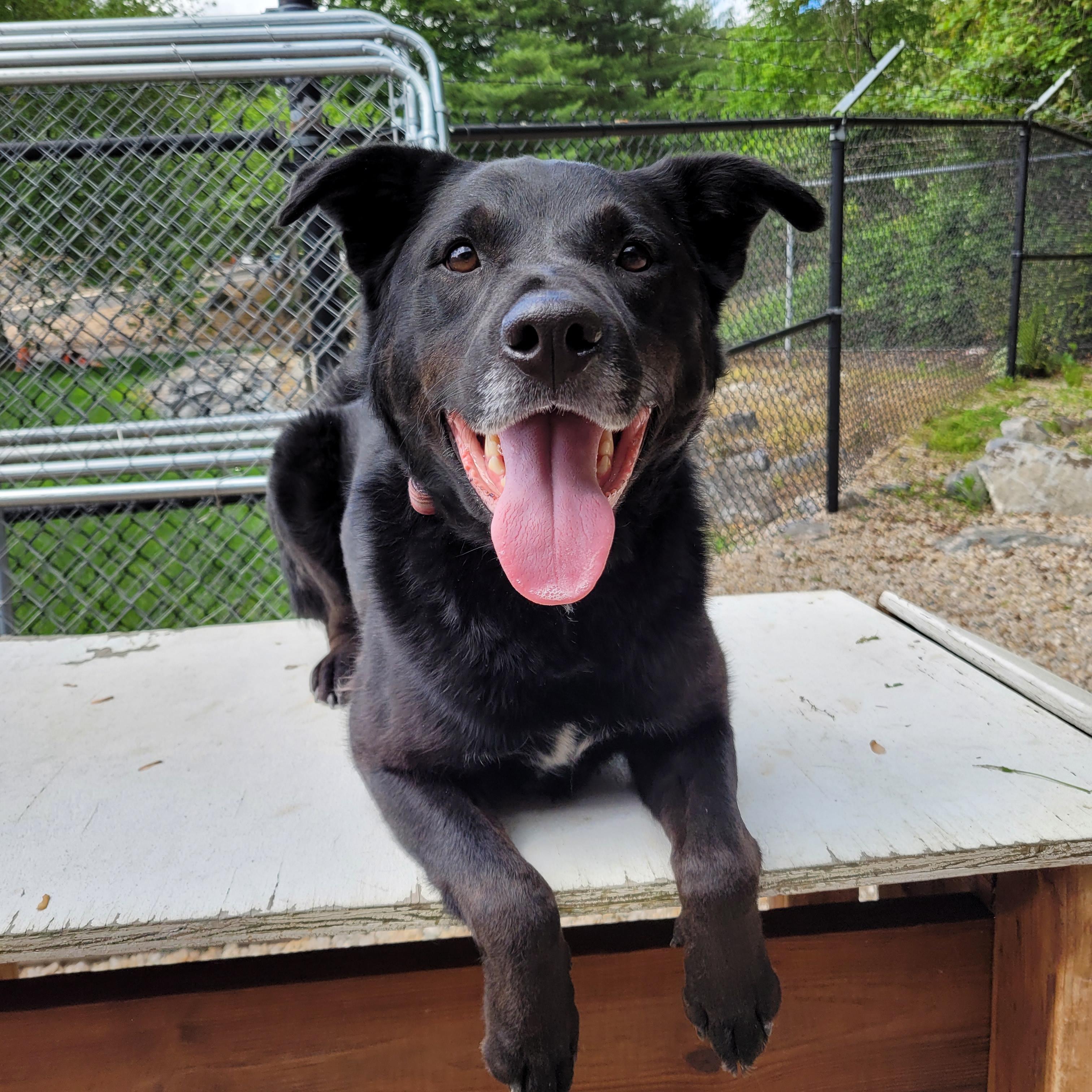 Thunder, Adopted, Adult Male Labrador Retriever.
