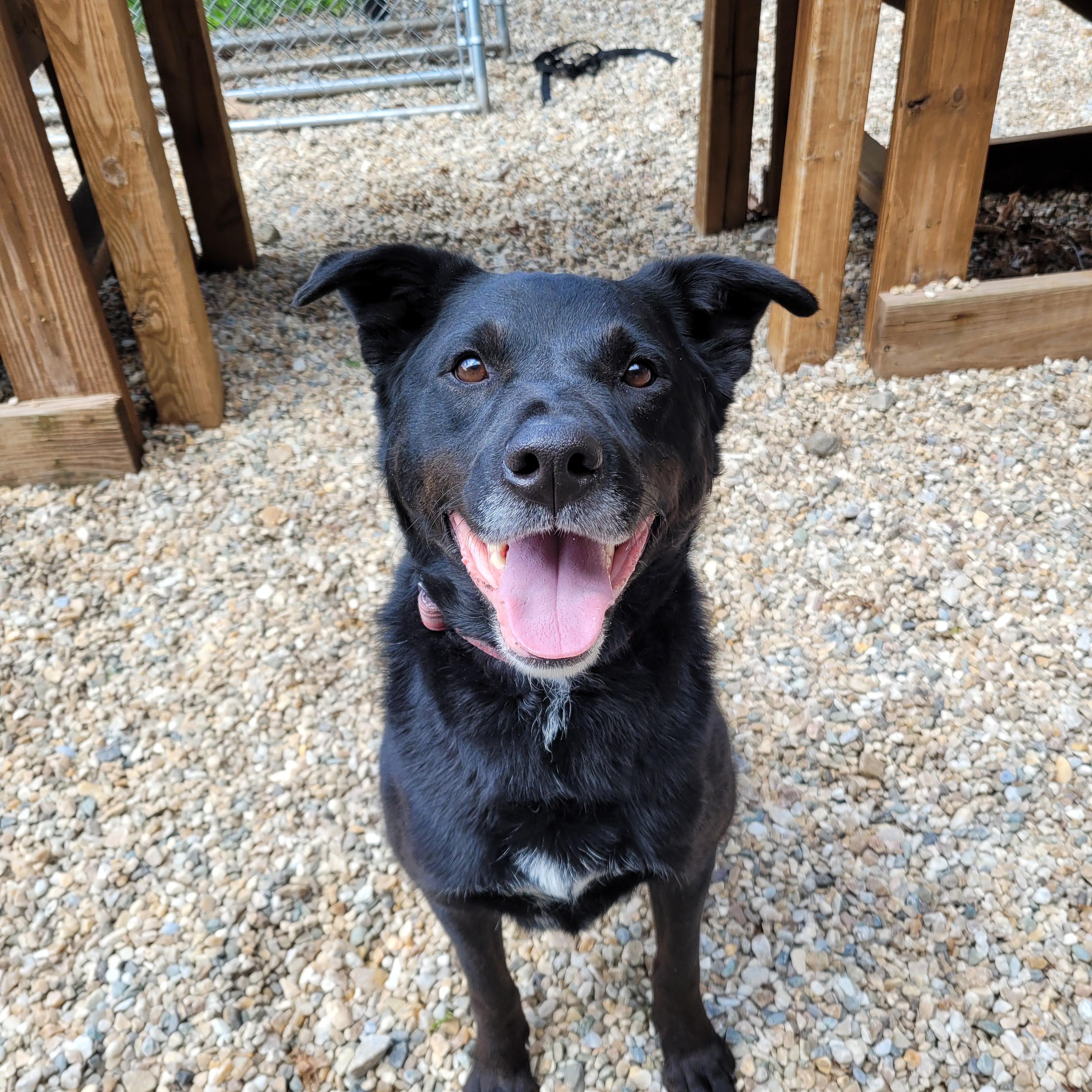 Thunder, a Adopted Labrador Retriever in Middlebury, CT image 2/3