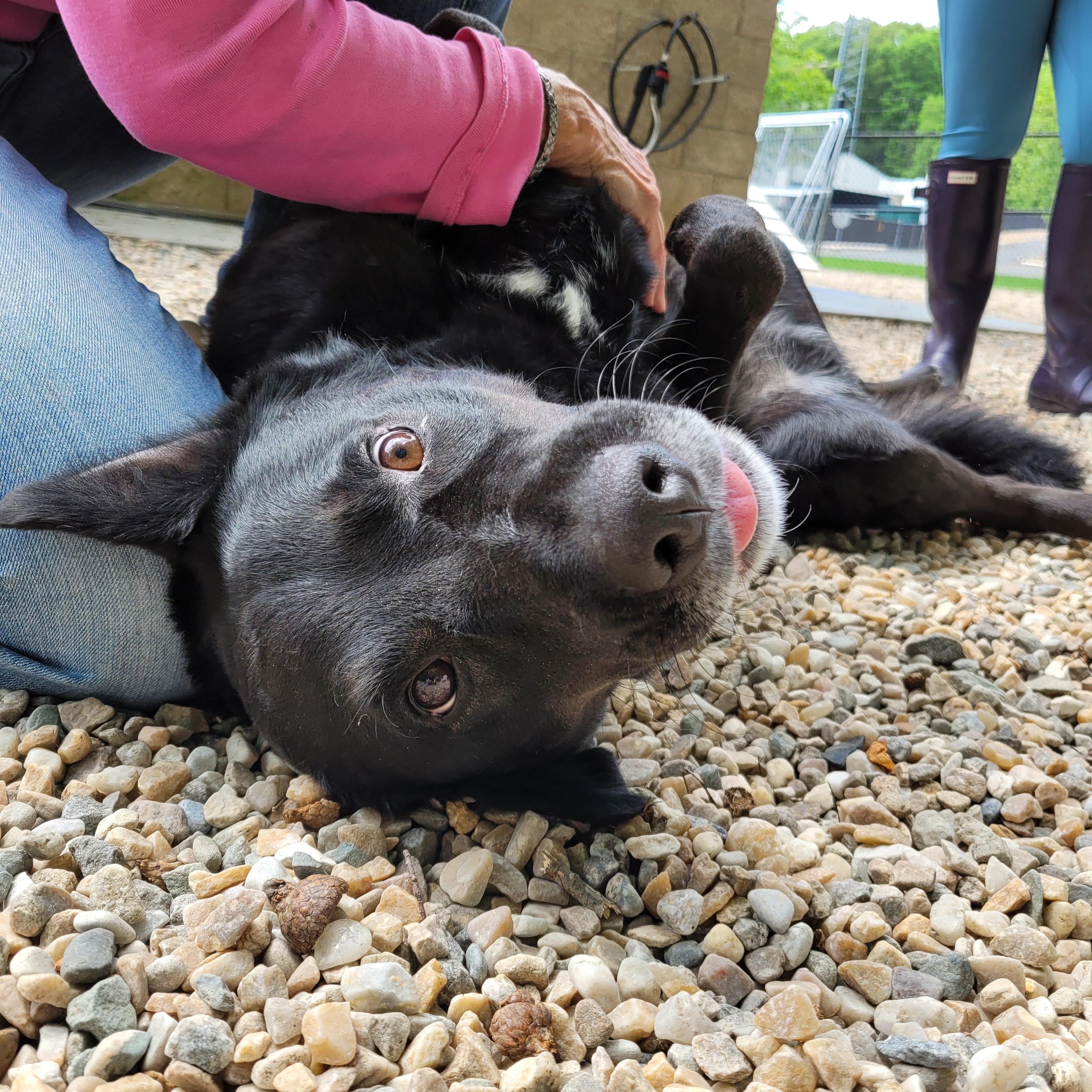 Thunder, a Adopted Labrador Retriever in Middlebury, CT image 3/3