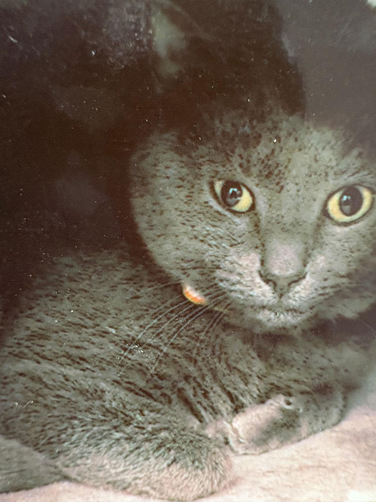 Cinders, Adoptable, Young Male Domestic Short Hair.