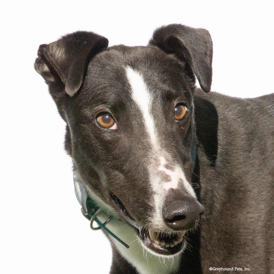 Whitey, Adoptable, Adult Male Greyhound.
