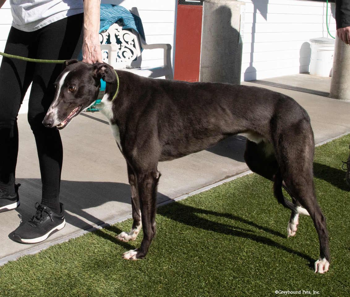 Enlarge Whitey, a Adopted Greyhound in Woodinville, WA image 2/2