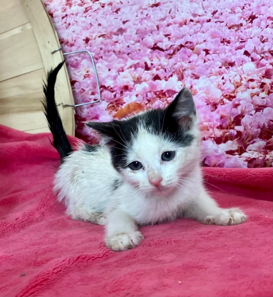 Uma (blue), Adoptable, Kitten Female Domestic Short Hair.