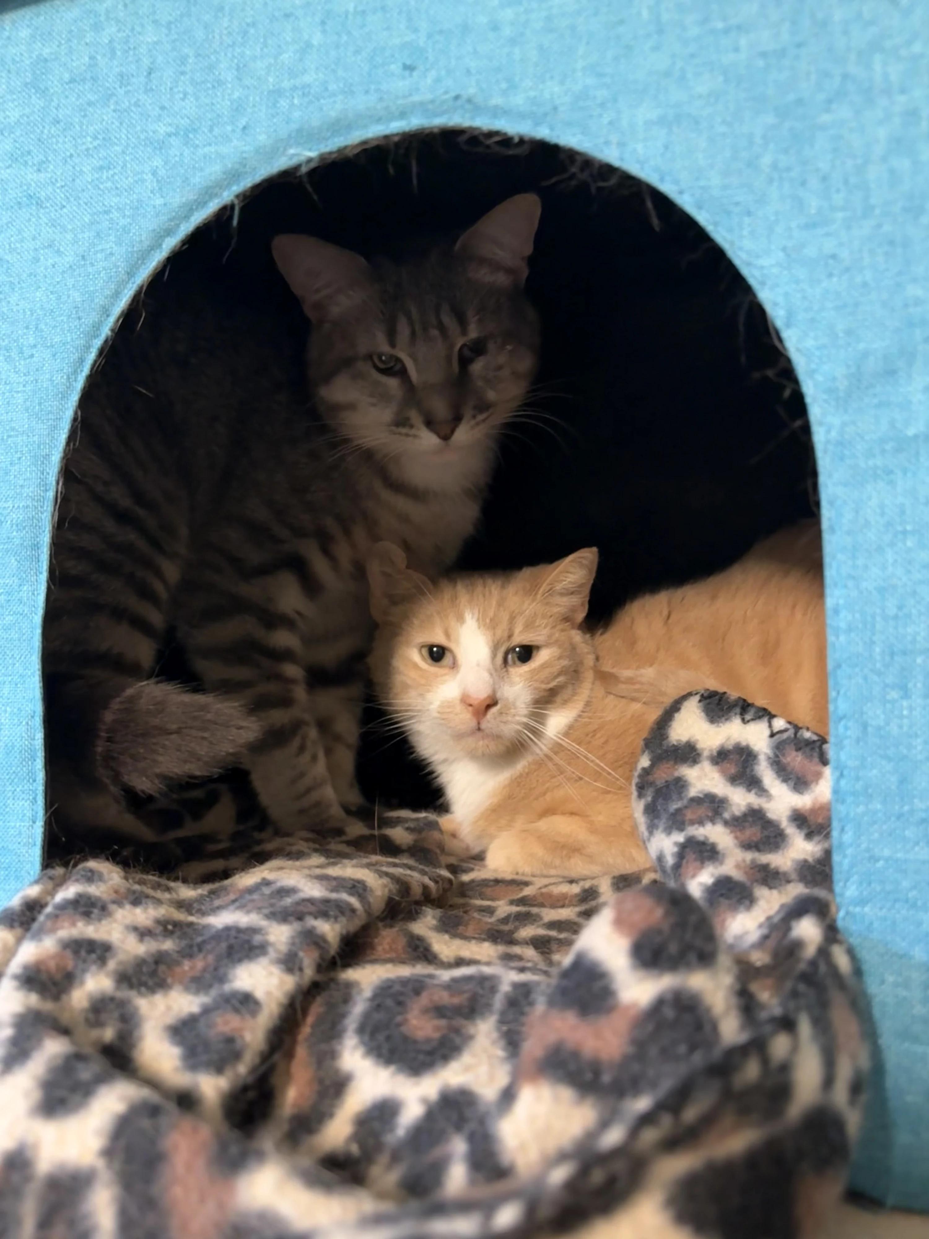 Boone, a Adoptable Domestic Short Hair in North East, MD image 2/3