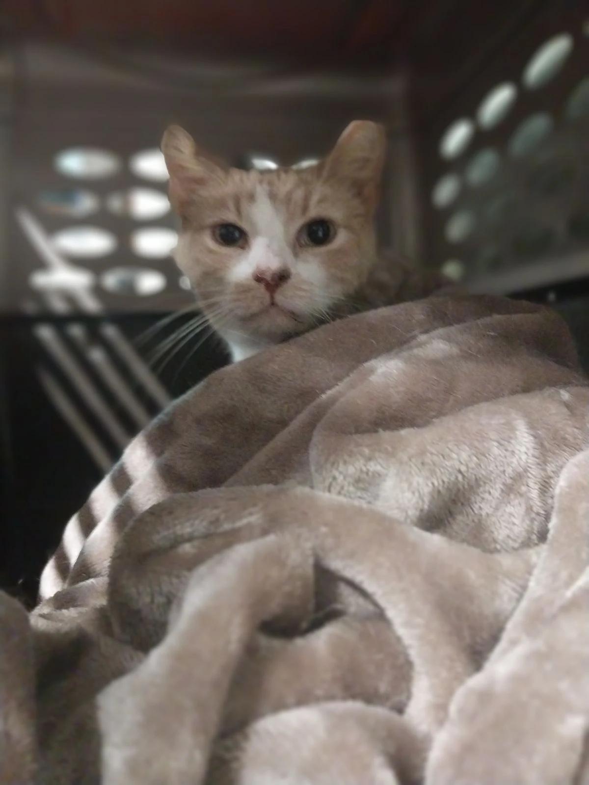 Boone, a Adoptable Domestic Short Hair in North East, MD image 3/3