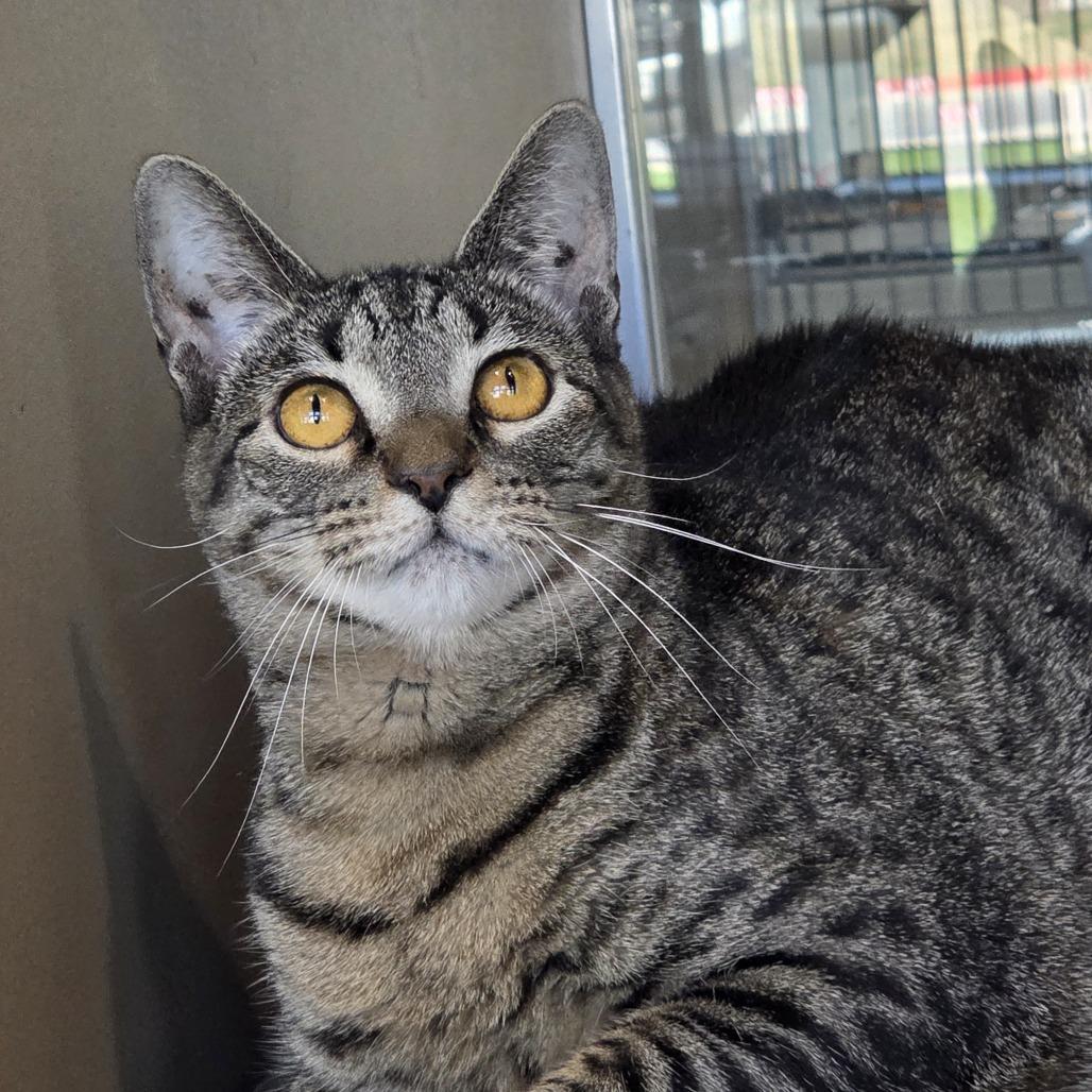 Evie, Adoptable, Adult Female Domestic Short Hair.